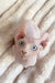 Amulet | elf sphynx kitten