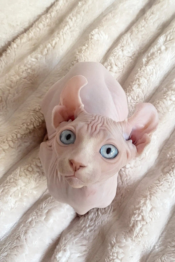 Amulet | elf sphynx kitten