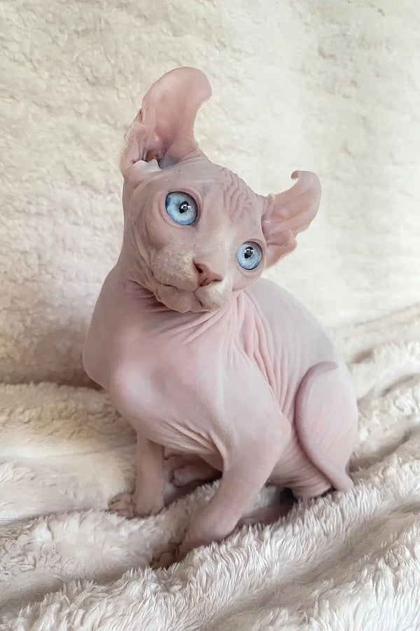 Amulet | elf sphynx kitten