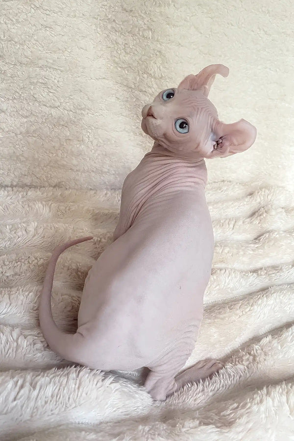 Amulet | elf sphynx kitten