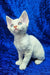 Amur | devon rex kitten