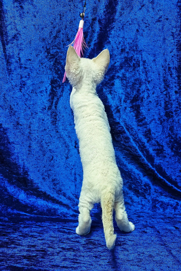 Amur | devon rex kitten