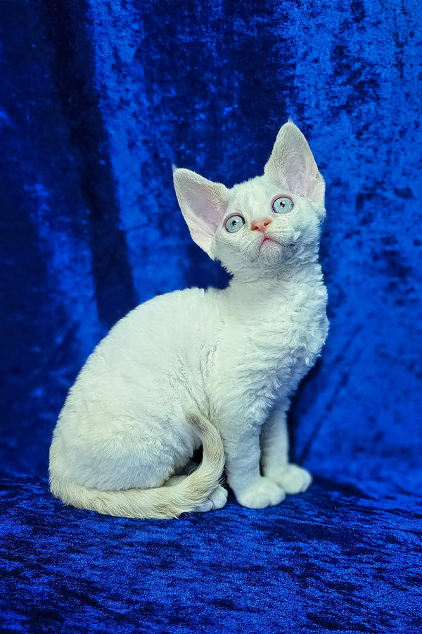 Amur | devon rex kitten