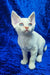 Amur | devon rex kitten