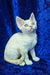 Amur | devon rex kitten
