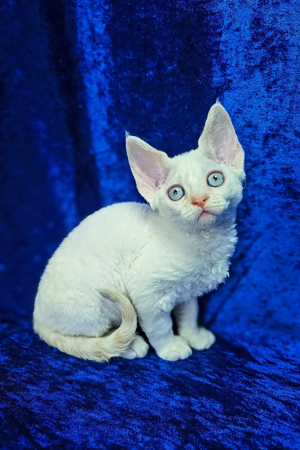 Amur | devon rex kitten
