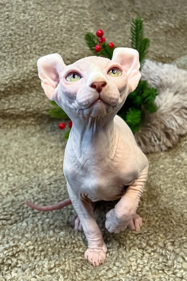 Hairless Sphynx cat with pink skin by holiday greenery and berries for Amur Elf Kitten
