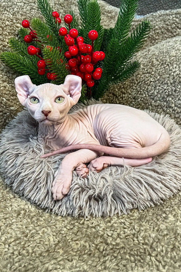 Hairless Sphynx cat lounging on a cozy cushion by festive greenery and red berries