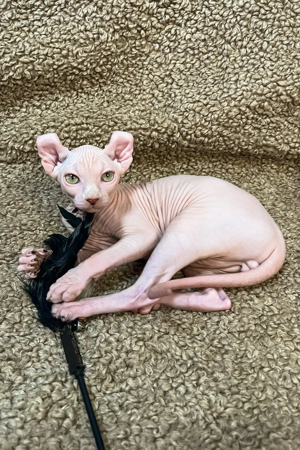 Cute Hairless Sphynx kitten Amur playing with a black cord on its side