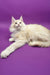 Cream-colored Maine Coon cat in the Amur Maine Coon Kitten product showcase