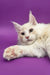 Relaxed white Maine Coon cat looking cozy in Amur Maine Coon Kitten product