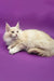 Cream-colored Maine Coon kitten Amur looking adorable and fluffy