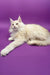 Cream-colored Maine Coon cat in Amur Maine Coon Kitten product display