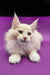 Cream-colored Maine Coon kitten named Amur looking adorable and playful