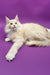 Cream-colored Maine Coon kitten Amur showing off its fluffy fur and playful vibe