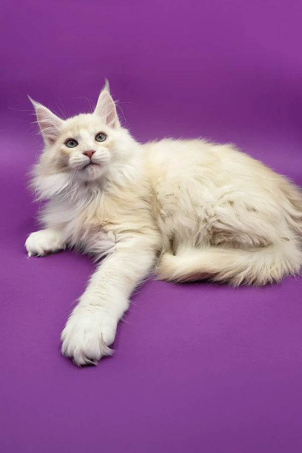 Cream-colored Maine Coon kitten named Amur lounging happily