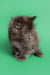 Fluffy gray Maine Coon kitten with bright blue eyes, ready for a loving home