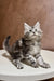 Gray and white striped Maine Coon kitten sitting alertly on a surface