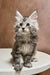 Fluffy gray and white Maine Coon kitten with big ears sitting upright