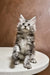 Fluffy gray tabby Maine Coon kitten sitting upright on a surface, looking adorable