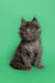 Fluffy Maine Coon kitten with bright blue eyes sitting upright, super adorable!