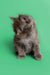 Gray fluffy Maine Coon kitten sitting upright, ready for play and cuddles