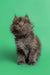 Fluffy gray Maine Coon kitten with bright eyes ready for cuddles and playtime