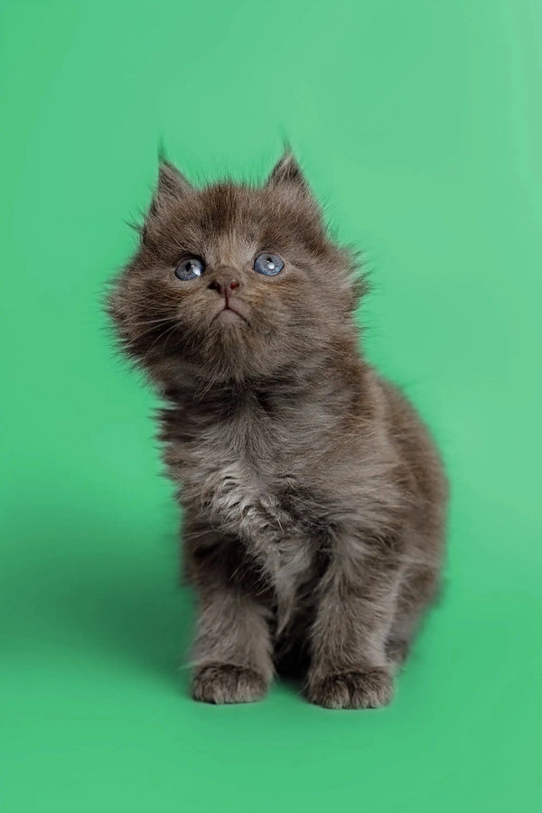 Fluffy gray Maine Coon kitten with bright eyes ready for cuddles and playtime