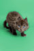 Gray fluffy Maine Coon kitten with bright blue eyes named Amur