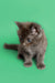 Gray fluffy Maine Coon kitten with bright blue eyes, adorable and playful