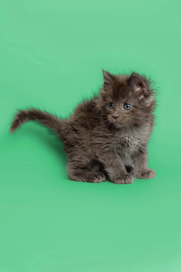 Fluffy gray Maine Coon kitten with bright eyes sitting cutely on its haunches