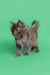 Fluffy gray Maine Coon kitten with bright eyes standing alert and curious