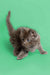 Fluffy gray Maine Coon kitten with blue eyes stretching on its front paws