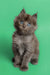 Fluffy gray Maine Coon kitten with bright blue eyes, perfect for any cat lover