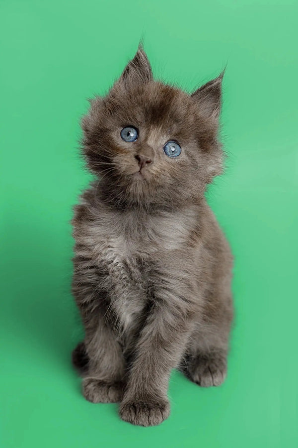 Fluffy gray Maine Coon kitten with bright blue eyes, perfect for any cat lover