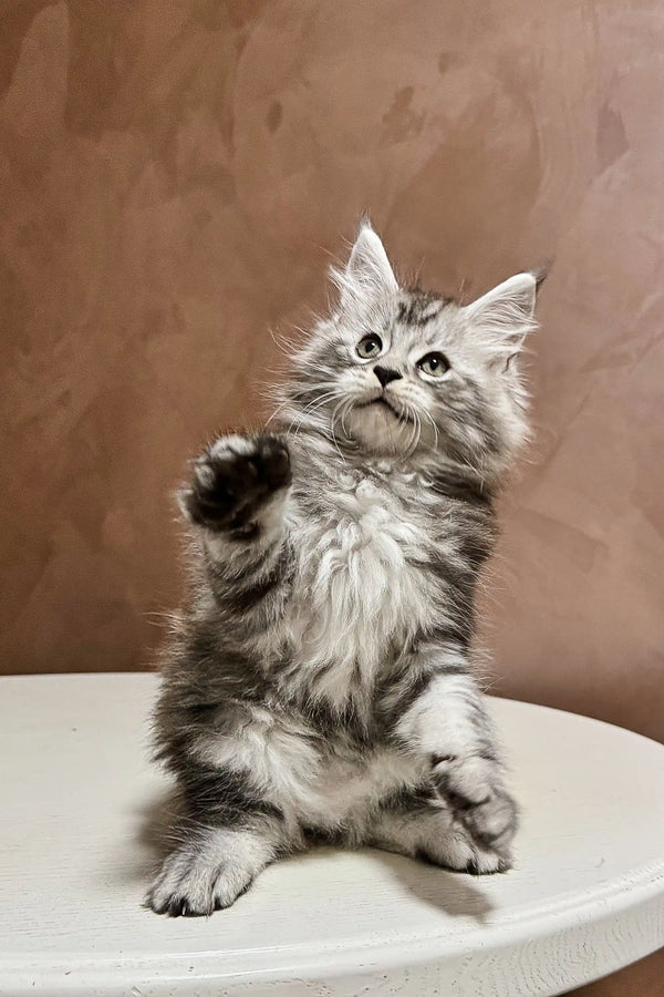 Fluffy gray and white Maine Coon kitten sitting with one paw raised adorably