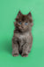 Gray fluffy Maine Coon kitten with striking blue eyes, perfect for cuddles