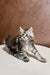 Fluffy gray tabby Maine Coon kitten chilling on a light surface, looking adorable