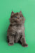 Fluffy gray Maine Coon kitten with wide eyes sitting upright, super cute and playful