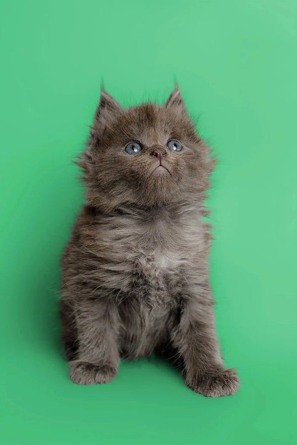 Fluffy gray Maine Coon kitten with wide eyes sitting upright, super cute and playful