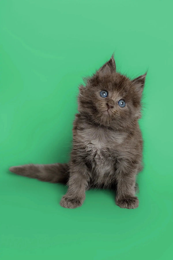 Fluffy gray Maine Coon kitten Amur with bright blue eyes ready for cuddles