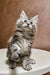 Fluffy gray and white Maine Coon kitten sitting upright with big eyes