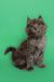 Fluffy gray Maine Coon kitten with bright blue eyes sitting upright