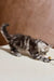 Playful Maine Coon kitten stretching to bat at a toy, showcasing its adorable personality