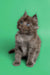 Fluffy gray Maine Coon kitten with bright blue eyes, perfect cuddle buddy