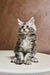 Fluffy gray and white Maine Coon kitten sitting upright with an alert expression