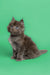 Fluffy gray Maine Coon kitten with bright blue eyes sitting upright