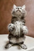 Fluffy gray and white Maine Coon kitten standing on hind legs with raised paws