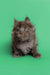 Fluffy gray Maine Coon kitten with bright blue eyes, perfect for your new furry friend