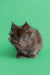 Gray fluffy Maine Coon kitten with bright blue eyes, adorable and playful